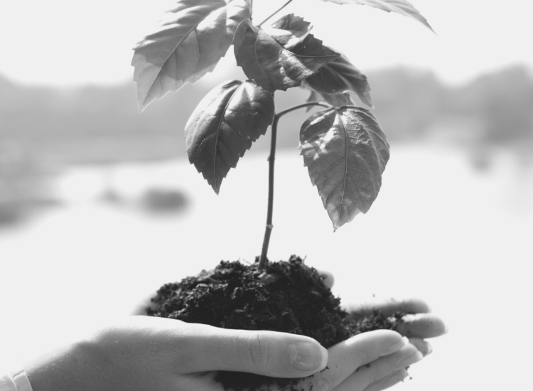 Is Growth Mindset A Fad?